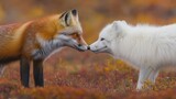 Red and arctic fox facing each other in autumn tundra.