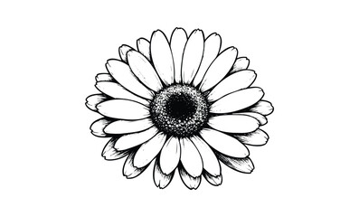 Wall Mural - detailed black and white daisy illustration. vector retro hand drawn illustration