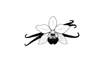 Wall Mural - detailed black and white sketch of vanilla flower with pods. vector retro hand drawn illustration