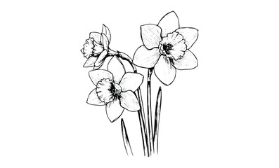 Wall Mural - black and white line art of daffodil flowers with detailed stems and petals. vector retro hand drawn