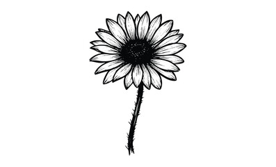Wall Mural - black and white hand-drawn daisy illustration with detailed petals and stem. vector retro hand drawn