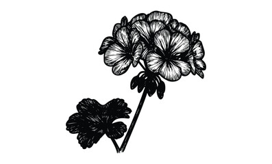 Wall Mural - detailed black and white geranium flower sketch. vector retro hand drawn illustration