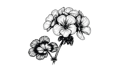 Wall Mural - detailed black and white line art of pelargonium flowers. vector retro hand drawn illustration