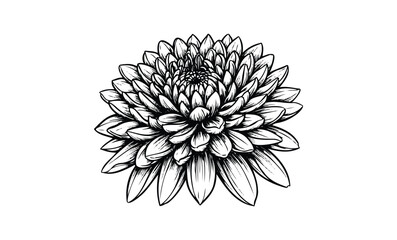 Wall Mural - intricate black and white dahlia bloom line art design. vector retro hand drawn illustration