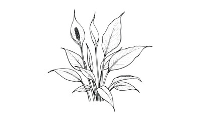 Wall Mural - detailed black and white peace lily botanical illustration. vector retro hand drawn illustration