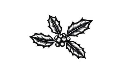 Wall Mural - detailed black and white holly leaves and berries illustration. vector retro hand drawn illustration