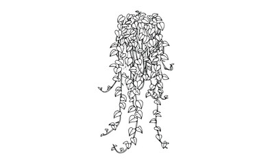 Wall Mural - monochrome line art of cascading hanging plant with vines and leaves. vector retro hand drawn illust