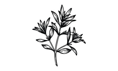 Wall Mural - black and white botanical drawing of a delicate flower. vector retro hand drawn illustration