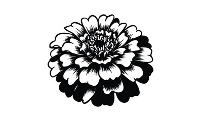Wall Mural - intricate black and white zinnia flower design illustration. vector retro hand drawn illustration