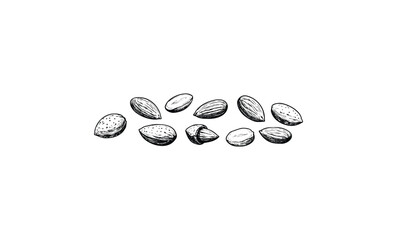 Wall Mural - detailed almond sketch: realistic black and white vintage nuts drawing. vector retro hand drawn illu