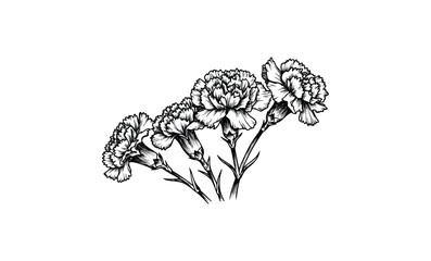 Wall Mural - detailed black and white carnation flowers artwork with intricate petal designs. vector retro hand d