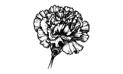 Wall Mural - intricate black and white carnation illustration with detailed petals. vector retro hand drawn illus