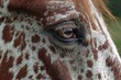 © YanabY - Close-up of a horse's eye showcasing unique patterns and textures during a sunny day in a rural setting