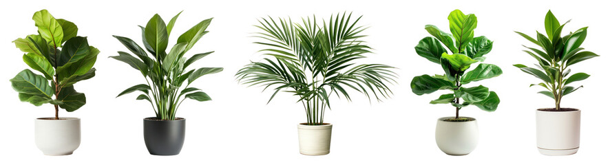 PNG Vibrant indoor potted plants display, element set on transparent background
