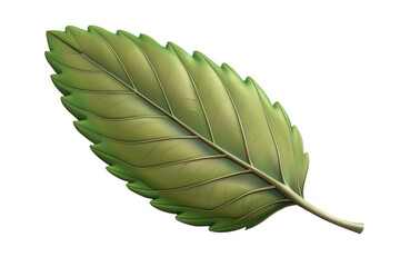 A detailed single green elm leaf isolated showing natural texture transparent background