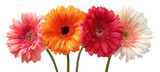 Four vibrant gerbera daisies in shades of pink, orange, red, and white