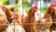 © Ini - A group of chickens with red combs are caged in a wire fence looking towards the camera