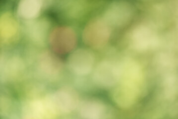 Wall Mural - Abstract natural defocus light background green and orange. Bokeh