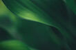 © Fahkamram - Dark green leaf texture, Natural green leaves using as nature background wallpaper or tropical leaf cover page