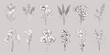 © Apurba - Collection of delicate botanical illustrations of wildflowers and lavender in a simple elegant hand drawn style