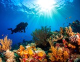 Underwater diver exploring vibrant coral reef