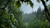 Foggy Coniferous Forest Landscape in the Rain / 雨の中の霧深い針葉樹林の風景