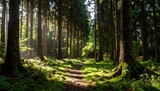 Sunlit Path Through Forest