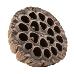 Detailed Isolated Lotus Seed Head Object on Transparent Background