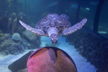 Wall Mural - Big beautiful turtle in an aquarium. Turtle in captivity. Background, space for text. 