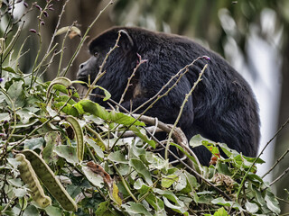 Wall Mural - Brazil. Pantanal, Howler Monkey, Alouatta caraya, sitting high in the branches and looking for food