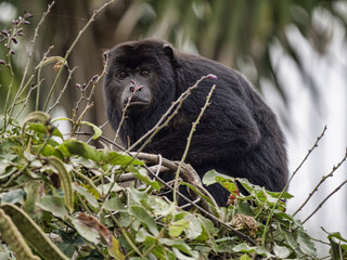 Wall Mural - Brazil. Pantanal, Howler Monkey, Alouatta caraya, sitting high in the branches and looking for food