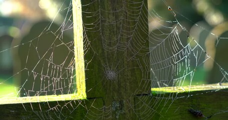 Closeup of a spider web on a wooden post.