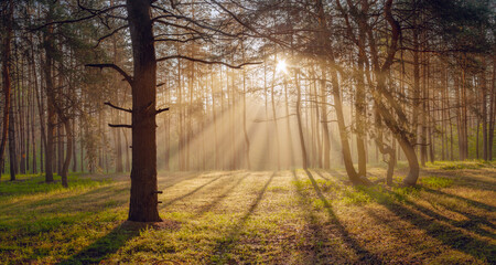 Wall Mural - summer landscape with foggy morning in forest