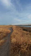 Wall Mural - scenic view of a path winds through golden tall grass field toward a body of water on a sunny day