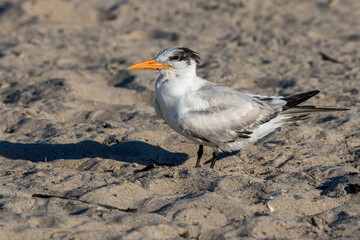 Wall Mural - a royal tern standing on a beach