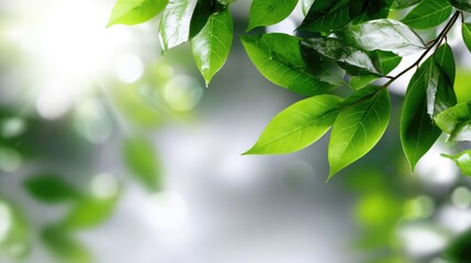Wall Mural - Close-up of vibrant green leaves against a blurred background, showcasing nature's beauty. Ideal for environmental themes, organic products, or peaceful aesthetics.