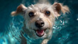 © Vika art - Small cute smiling dog in the pool.