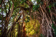 © Maresol - Ficus tree with roots, tropical vegetation in Hong Kong