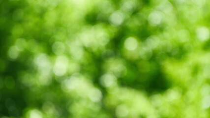 Glittering blurred greenery highlights in foliage create tranquil bokeh movement, ideal as a nature background 