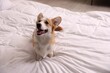 Pet friendly hotel. Cute dog sitting on bed indoors