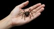 © PatriciaArt - A large brown spider rests in the center of a pale human hand against a solid black backdrop