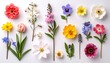 © Renta - A vibrant array of spring flowers arranged in a symmetrical design against a bright white background.