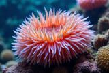 Colorful sea anemone with long tentacles on coral reef underwater  