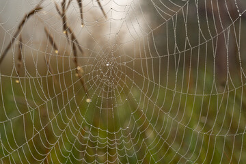 spider web with dew drops