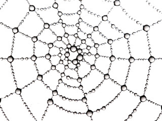 A detailed, macro photograph of a spider web with water droplets forming a precise and intricate pattern.