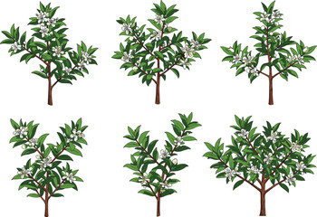Flowering plant with green leaves, white blossoms, botanical garden illustration, seasonal agriculture concept, ornamental tree design, tropical flora artwork, cad drawing flat vector illustration