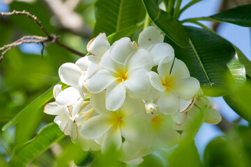 Wall Mural - White Frangipani flower Plumeria alba with green leaves