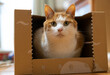 © rai - 段ボール箱の中に入って見つめる猫　茶トラ白