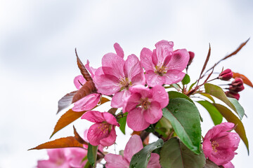 Wall Mural - Fresh pink flowers of a blossoming apple tree with blured background