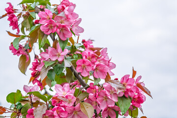 Wall Mural - Fresh pink flowers of a blossoming apple tree with blured background